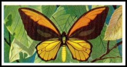 19 Papilio (Ornithoptera) priamus croesus